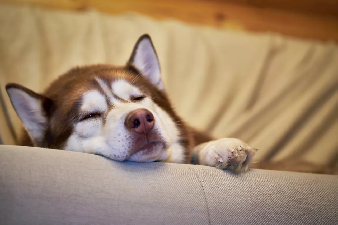 Rescue Husky's 'Turkey Coma' Melts Hearts Online