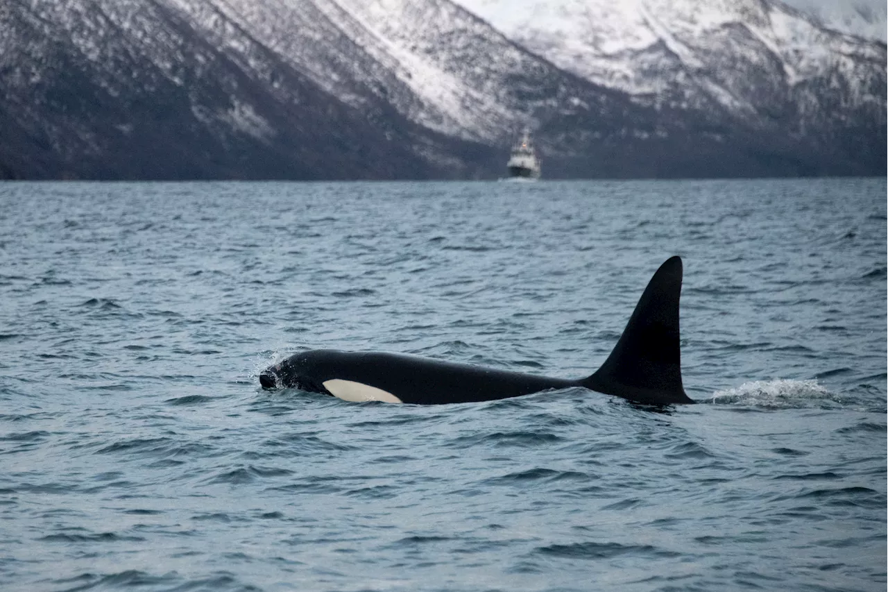 Tahlequah, the Orca Who Carried Her Stillborn Calf, Welcomes a New Baby