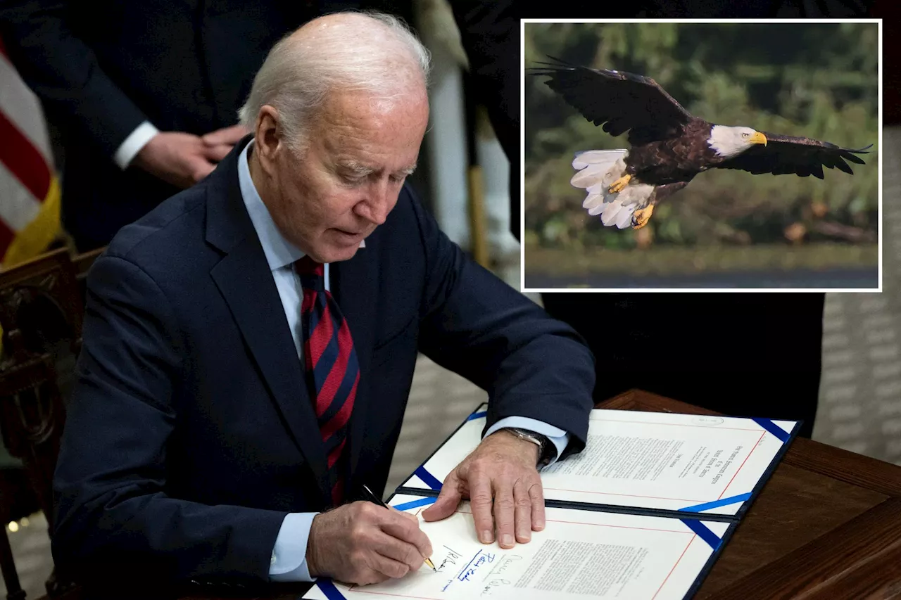 Biden Signs Bill Officially Designating Bald Eagle as National Bird