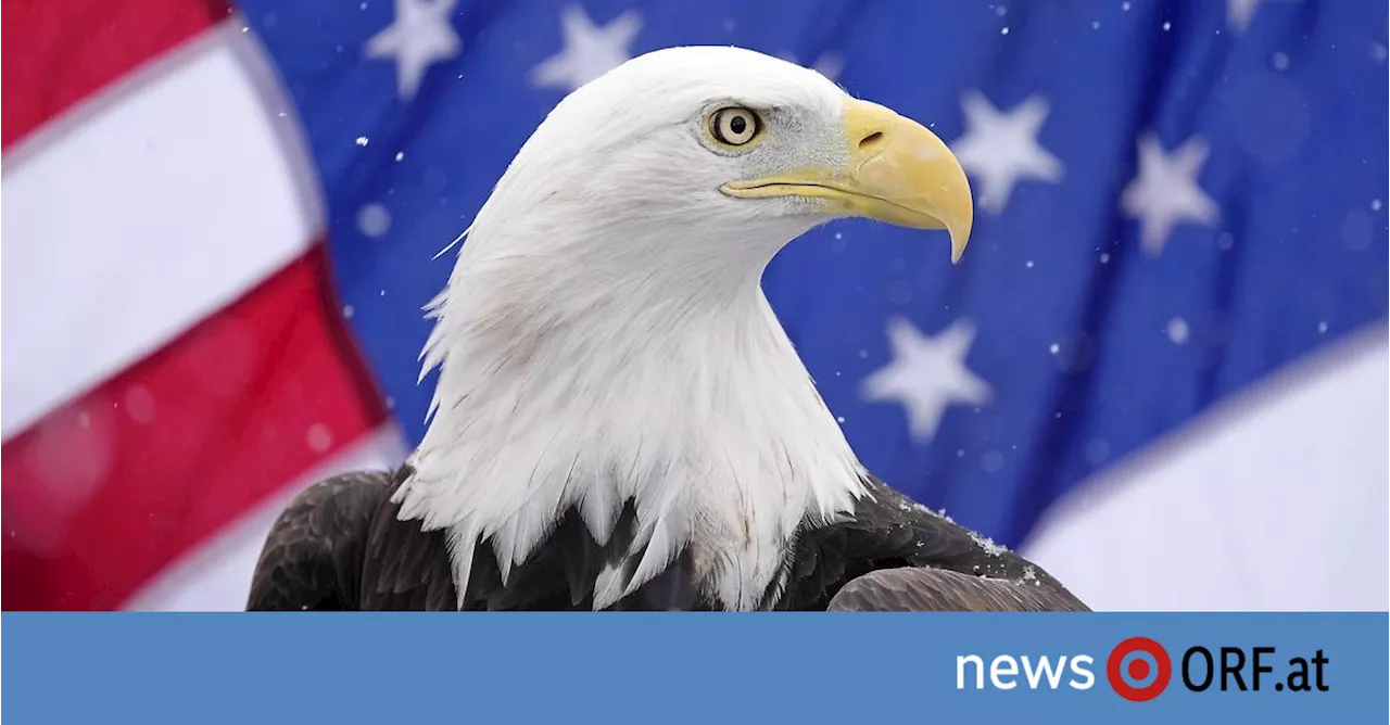 Nach 250 Jahren: Biden befördert Adler zu Nationalvogel