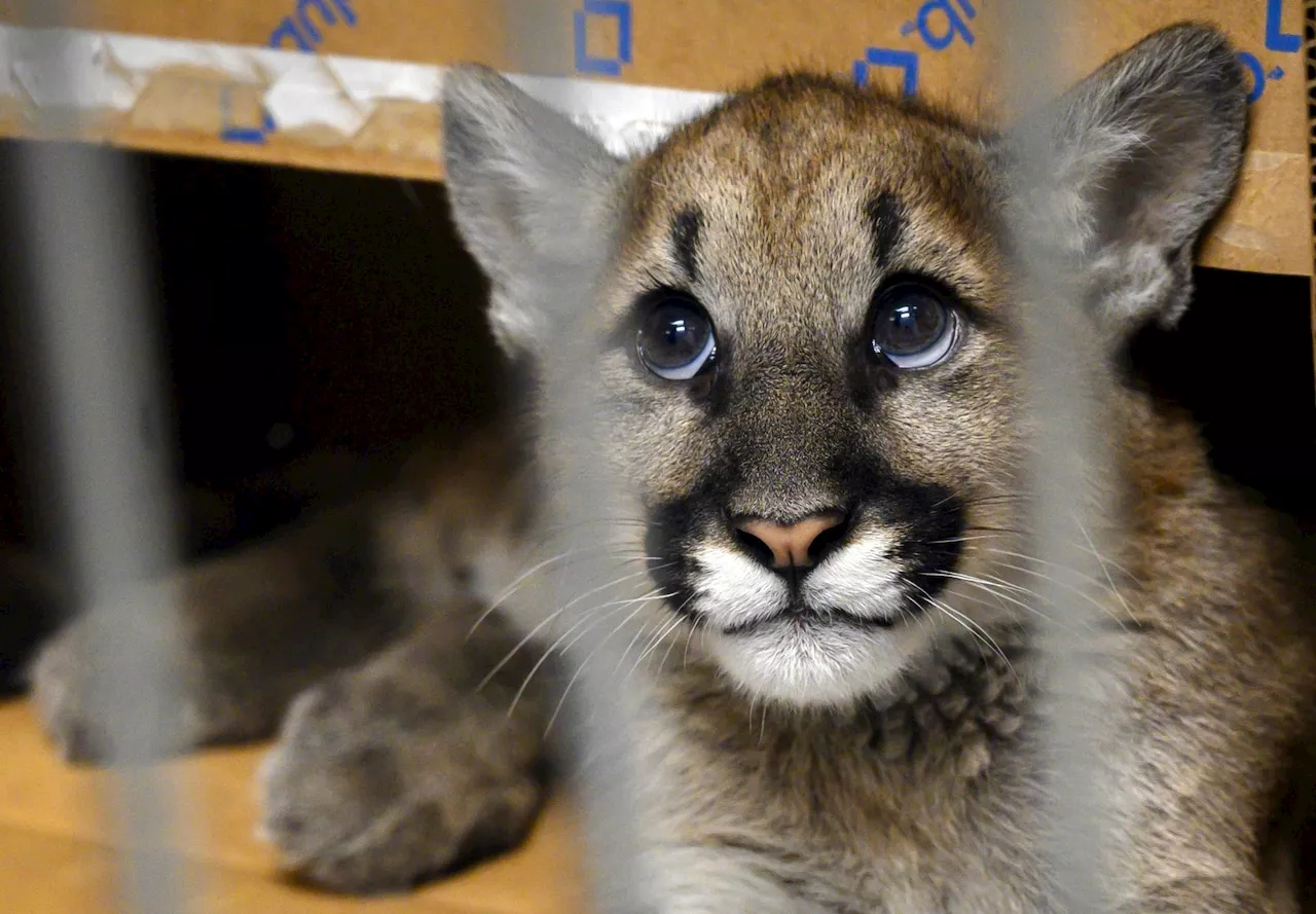 Bird Flu Ravages Cougar Sanctuary, Killing Multiple Animals