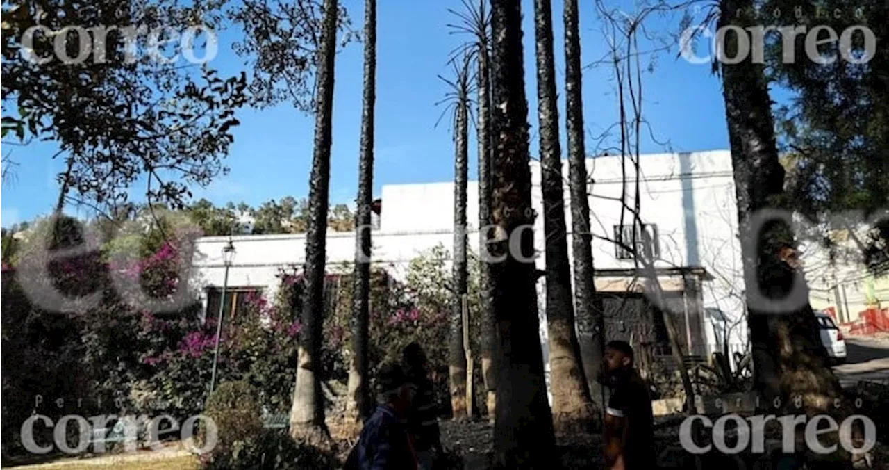 Incendio en San Javier deja devastación y daños a vecinos por quema de palmeras