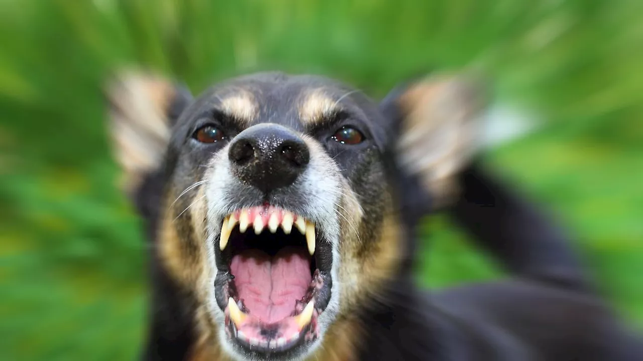 Werwolf-Syndrom bei Hunden: Panikattacken durch Hundeknochen?