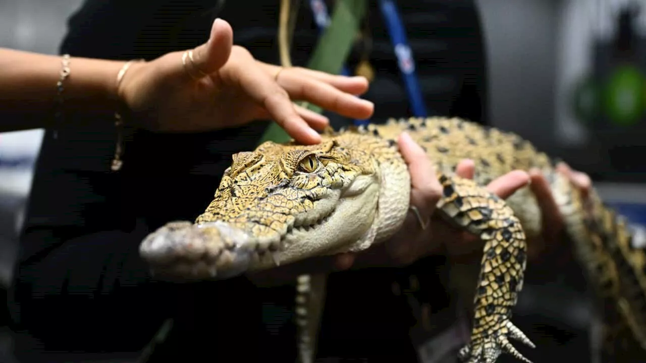 Living with a Pet Crocodile: Not Your Average House Companion