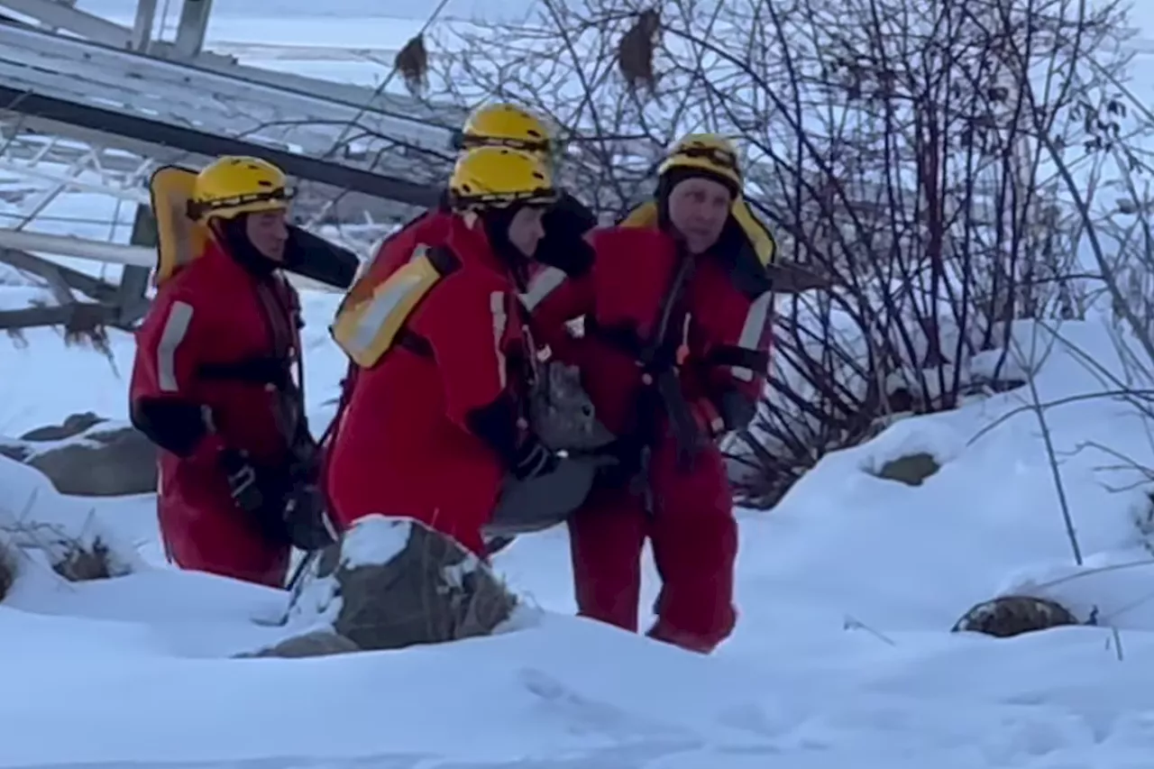 Deer Rescued from Icy Georgian Bay