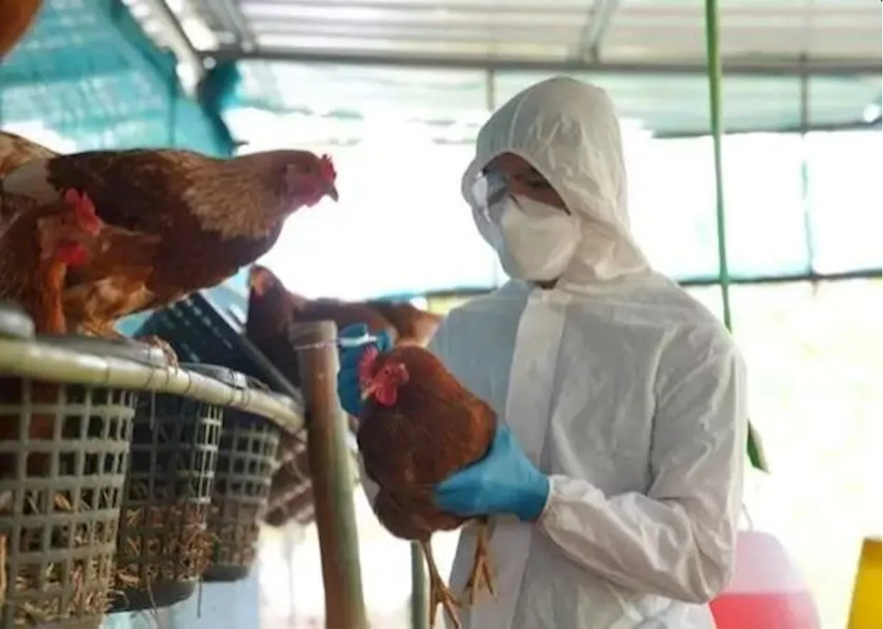 Bird Flu Outbreak Prompts Preventative Measures in Eastern England