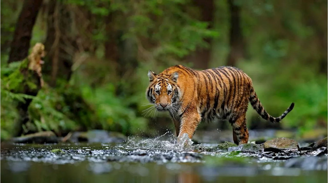 Pria Ketahuan Harimau Sumatera Saat Berburu