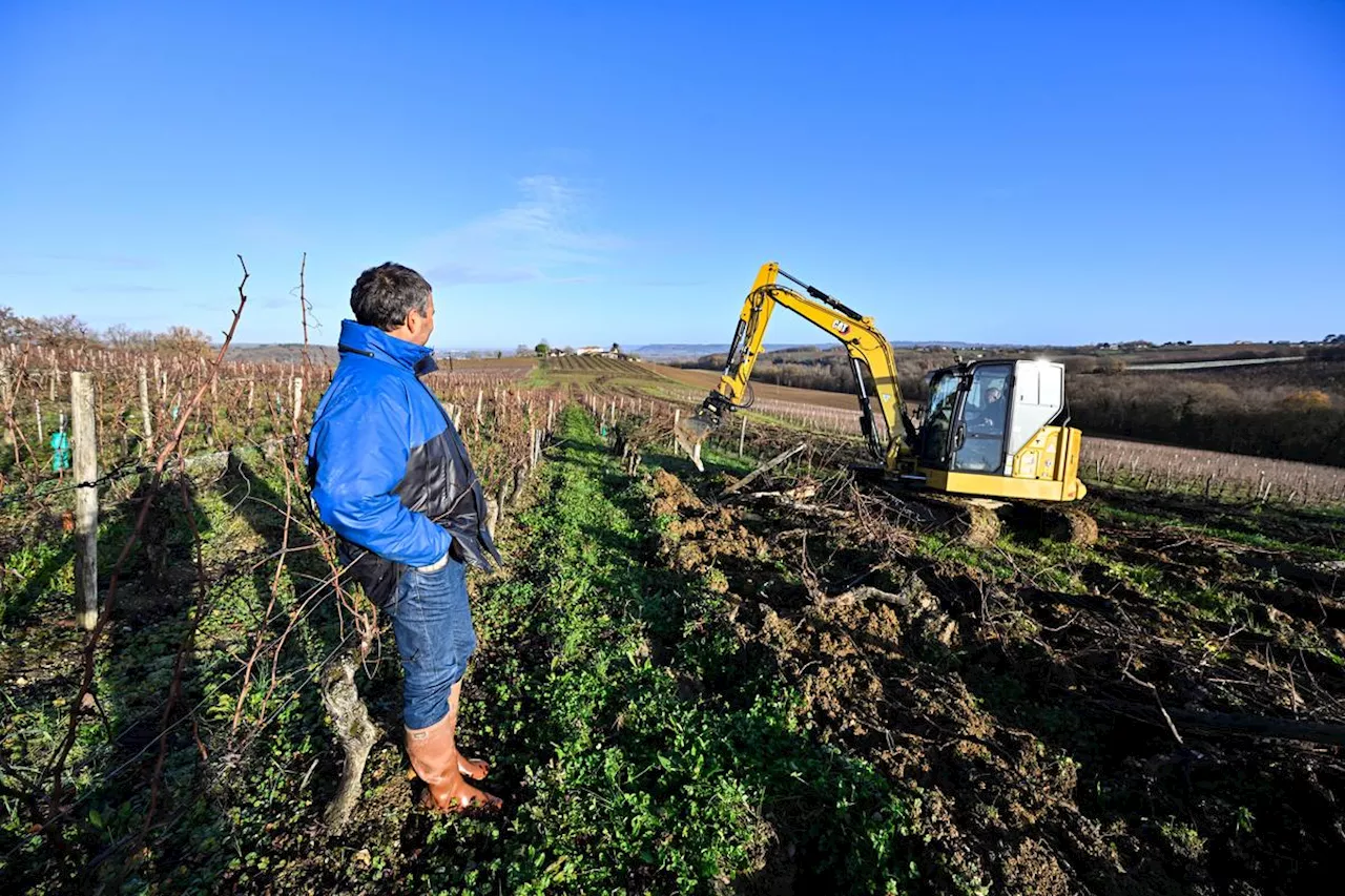 Arrachage des vignes à Buzet : « Ce n’est pas un crève-cœur, presque un soulagement »