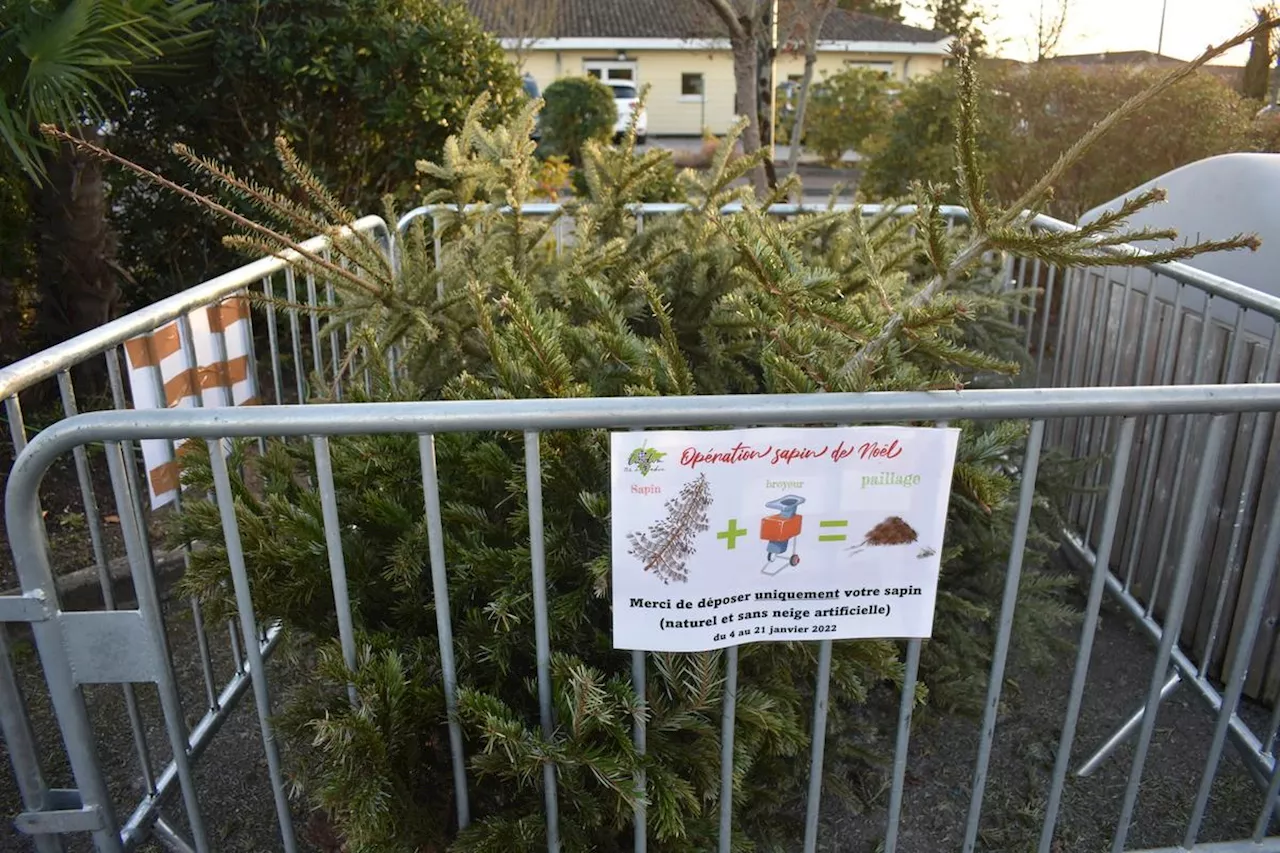 Collecte des Sapins de Noël à Saint-Georges-de-Didonne