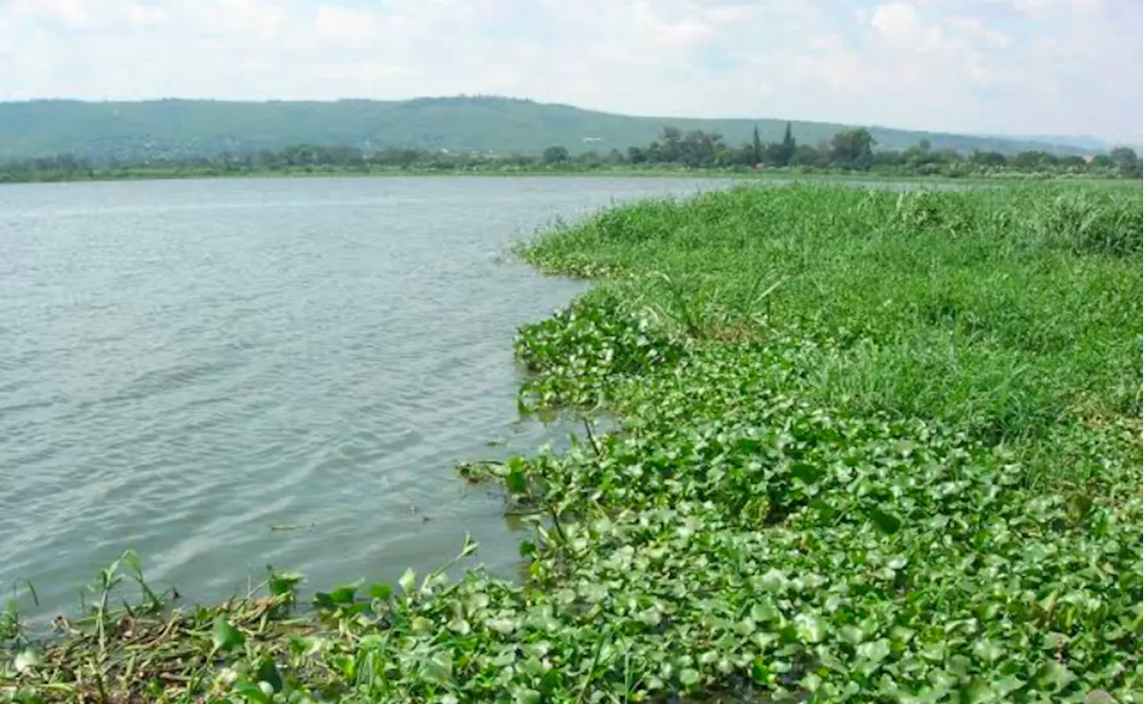 Water Hyacinths Strand Ferry Passengers in Lagos on Christmas Day