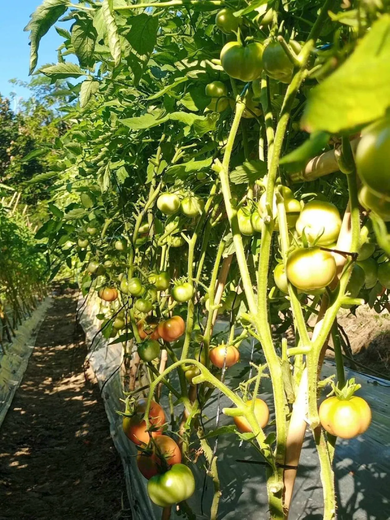 MMSU Hybrid Tomatoes Thrive During Typhoon Season