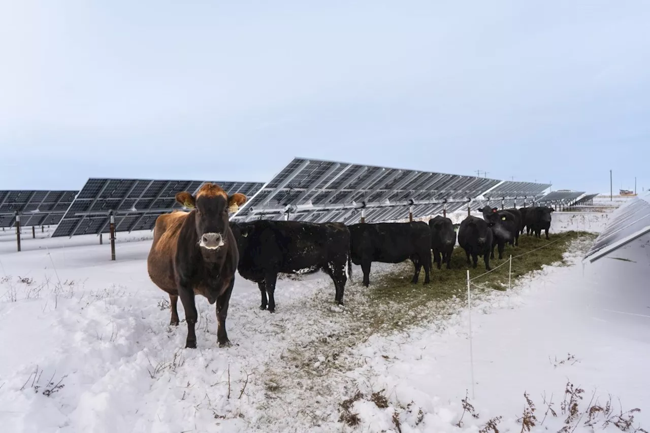 Cattle Grazing on Solar Farms: A Growing Trend