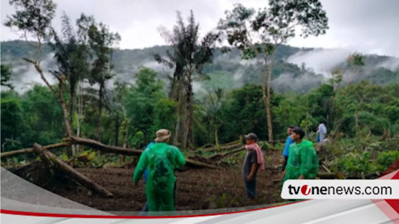 Harimau Sumatera Muncul di Sarosah, Jorong Aia Mancur