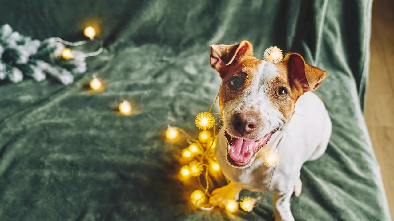 Weihnachten und Chanukka