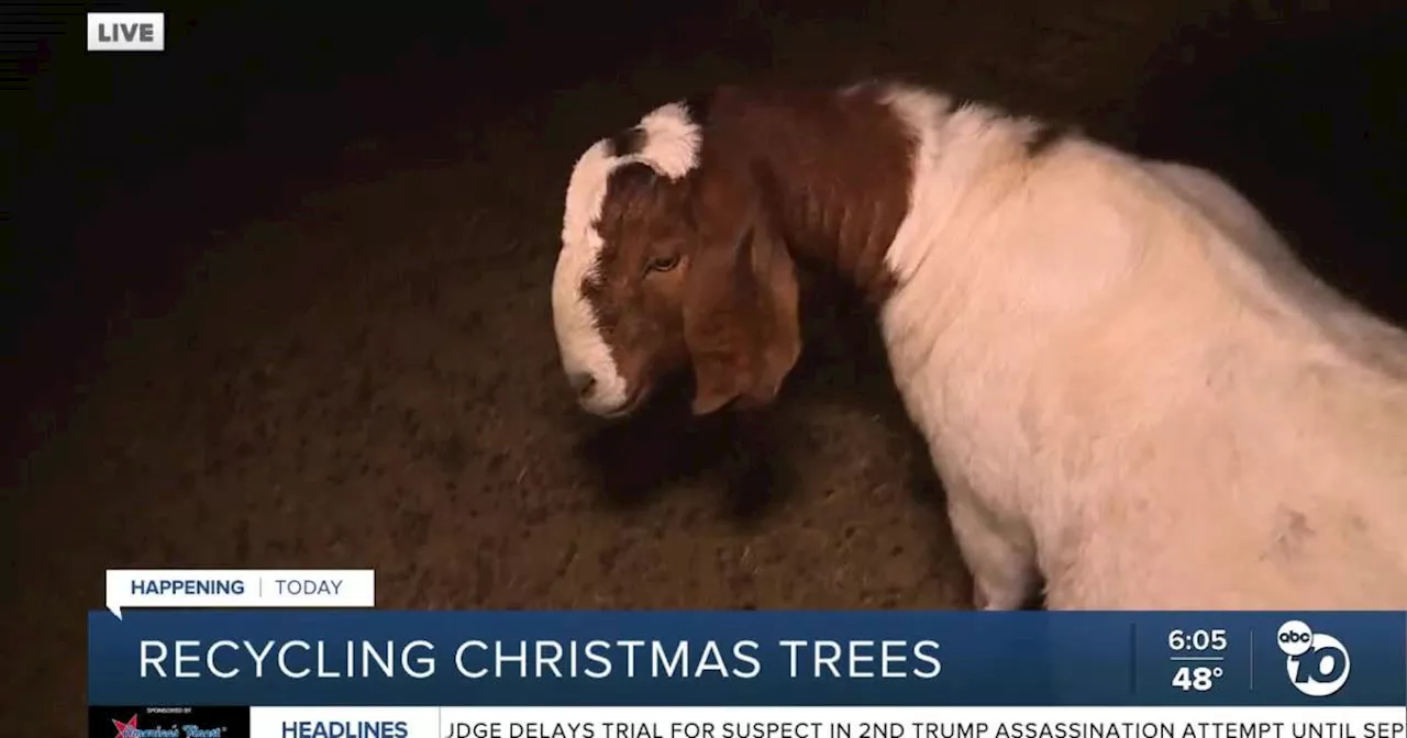 Ramona farm will take Christmas trees to feed animals