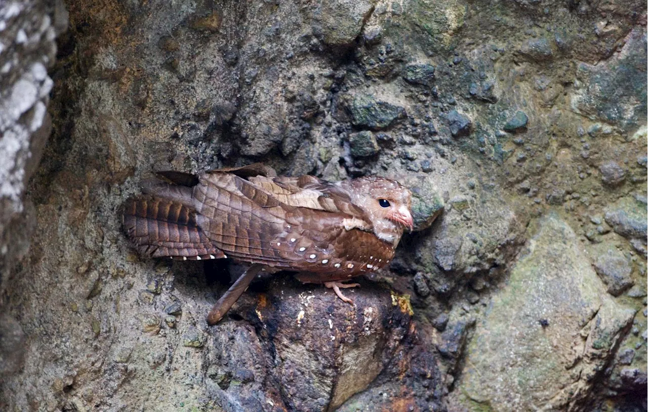 Le Guacharo des Cavernes: Un Oiseau Écholocalisateur Nocturne