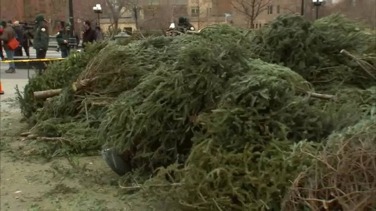 How to compost or recycle your Christmas tree in New York City