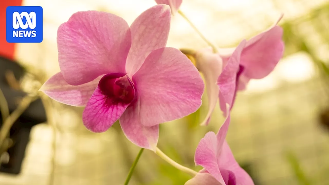 Cairns Botanic Gardens orchid collection being rebuilt after attack by tiny weevil