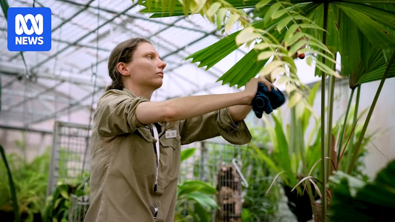 Volunteers preserving plants at Australian National Botanic Gardens by squishing one bug at a time