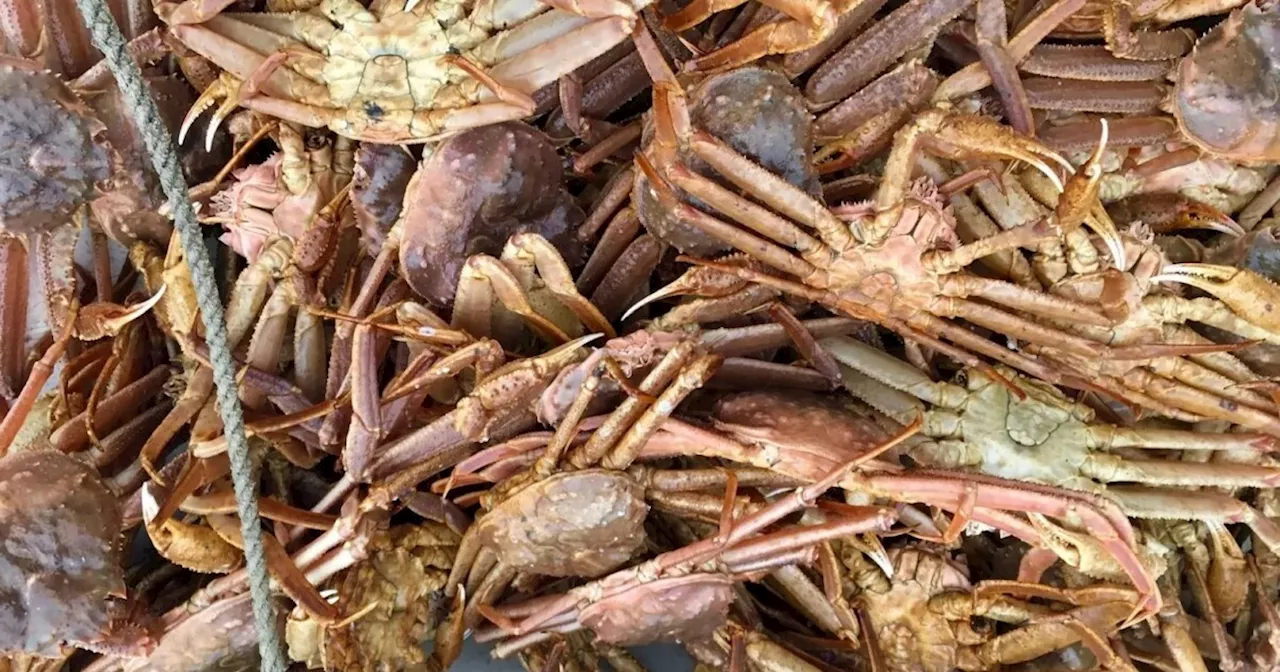 Southeast Alaska Tanner crab down, golden king crab up as next fishery approaches