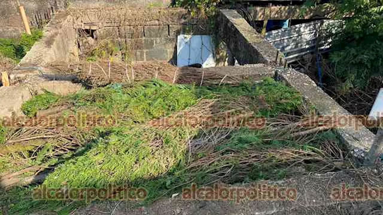 Tiran cientos de pinos naturales a la basura por bajas ventas, en Coatzacoalcos