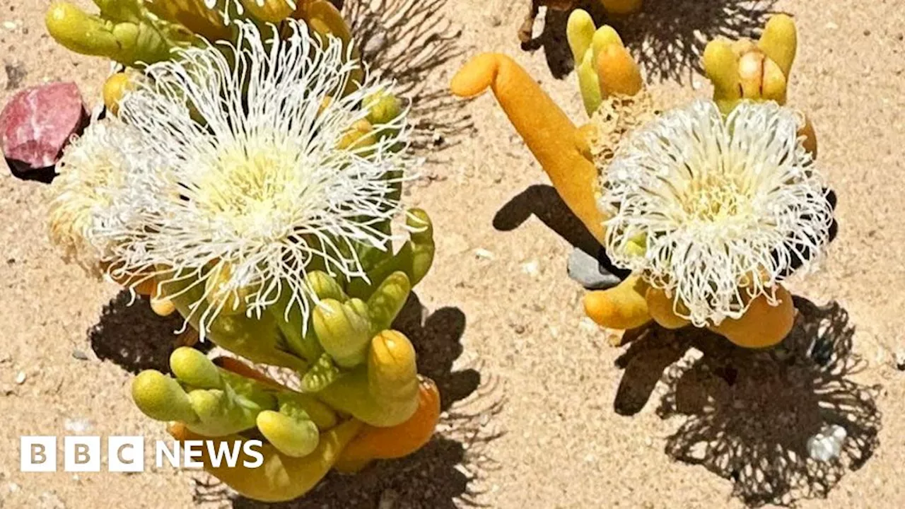 South Africa's Succulent Karoo Desert Targeted by Illegal Plant Trade