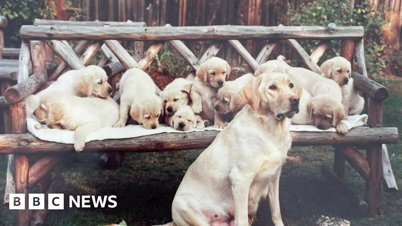 How Guide dogs made Leamington Spa its unofficial home