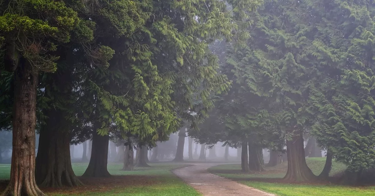 Grey and mild conditions forecast as walkers and swimmers head out on Boxing Day