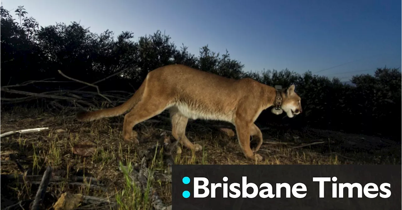 Bird Flu Outbreak Kills 20 Big Cats at Washington Sanctuary