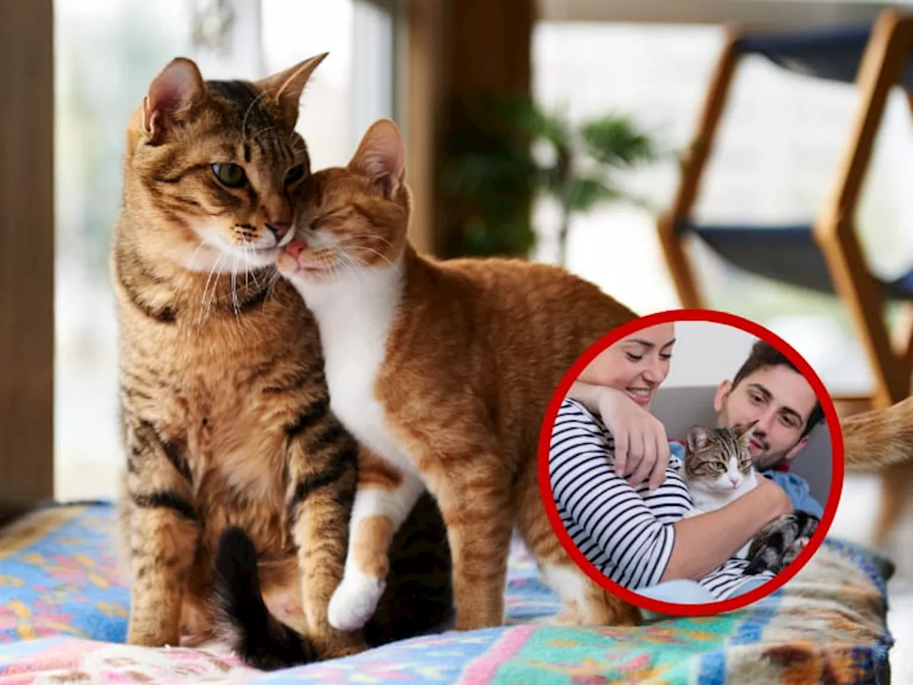 5 actividades que hacen feliz a un gato, según veterinario: pasar tiempo con ellos es clave