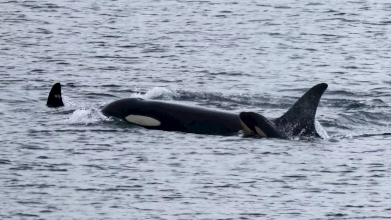 La orca que cargó a su cría muerta durante 17 días tuvo un nuevo bebé