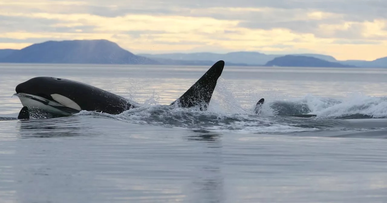 Orcas Move into Arctic, Potentially Disrupting Ecosystems and Human Communities