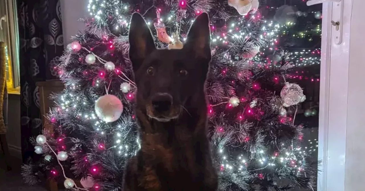 Retired Police Dog Nova Celebrates Christmas Miracle After Illness