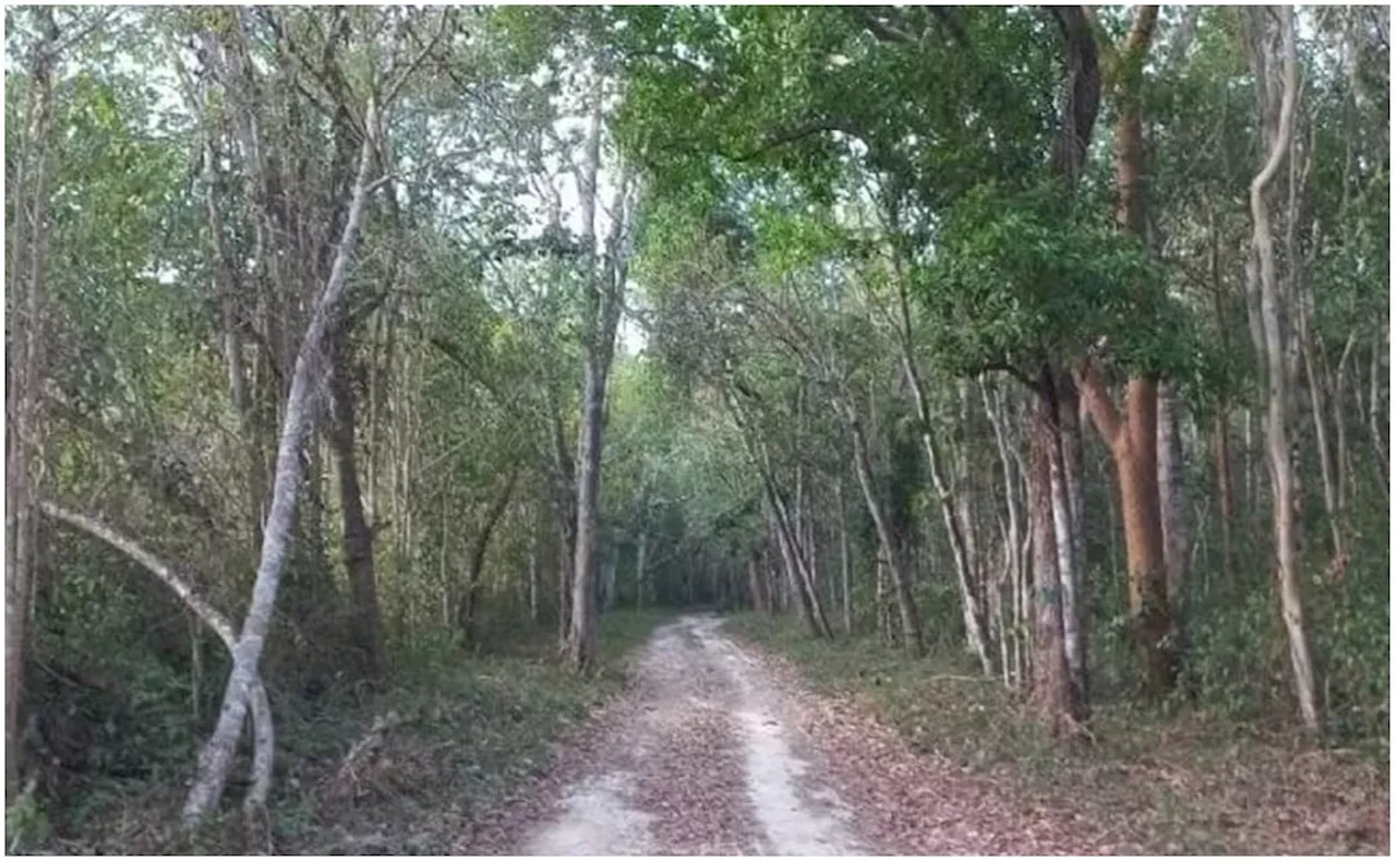 Localizan restos humanos cerca de un cementerio en Mérida, Yucatán; podría tratarse de un adulto mayor desaparecido en 2014