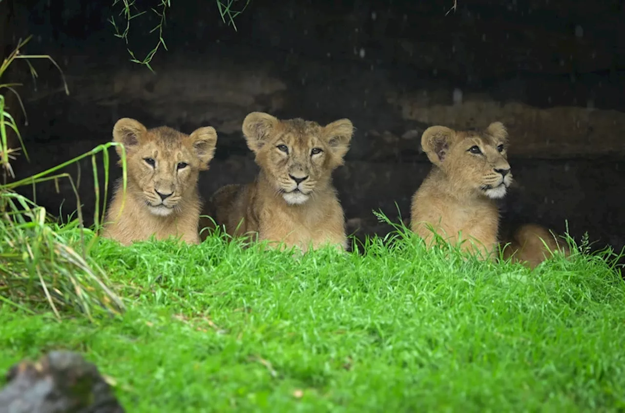 Kölner Zoo feiert erfolgreiches Jahr mit zahlreichen Geburten