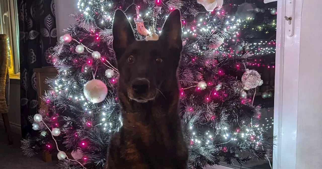 Retired crime fighting pooch enjoys Christmas with family after fearing she wouldn't make it