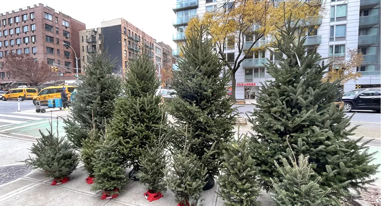 How to dispose of your Christmas tree properly in NYC — even as late as spring