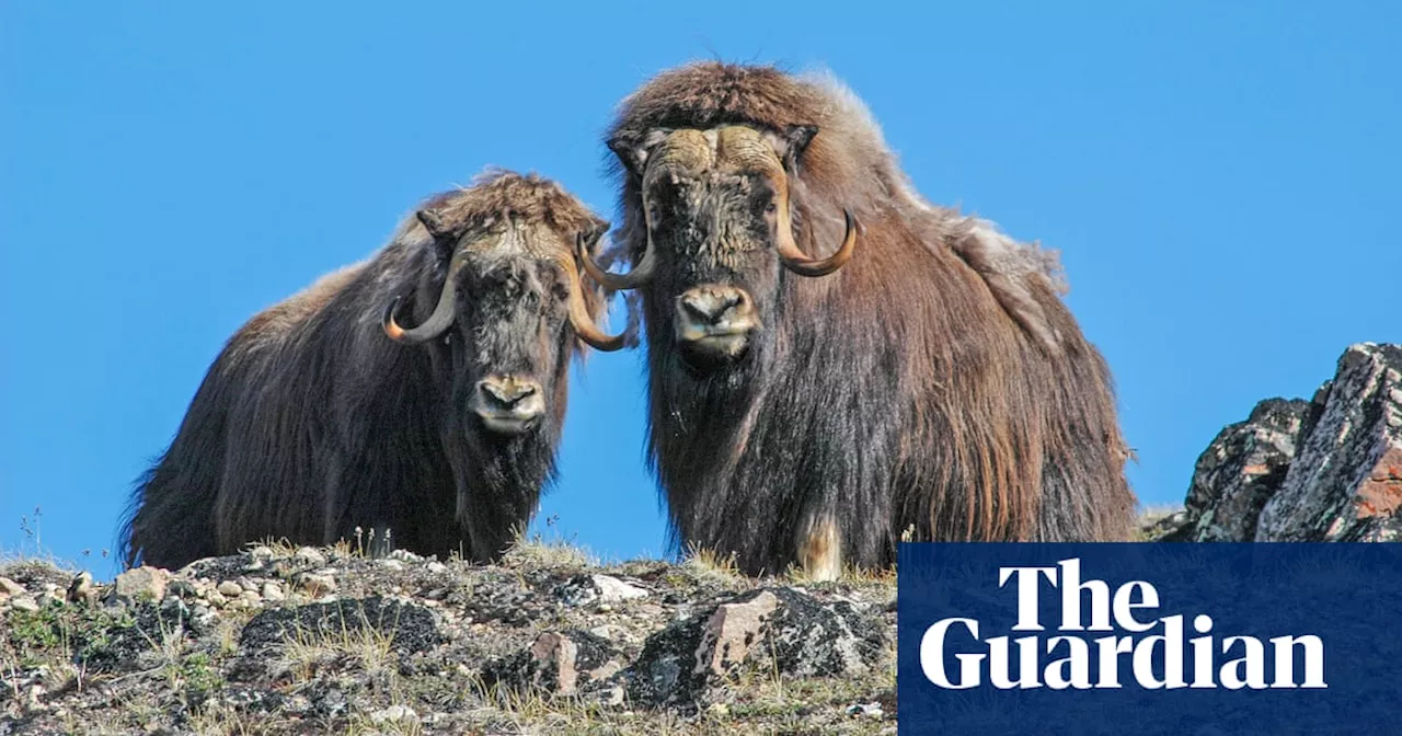 Greenland's Musk Oxen Face Increasing Threat from Climate Change