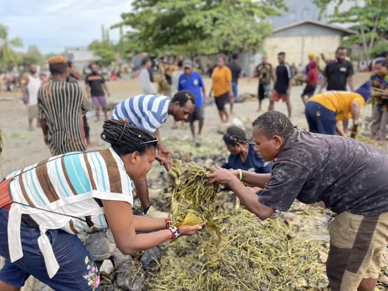 Hangatnya Natal dalam Tradisi Bakar Batu