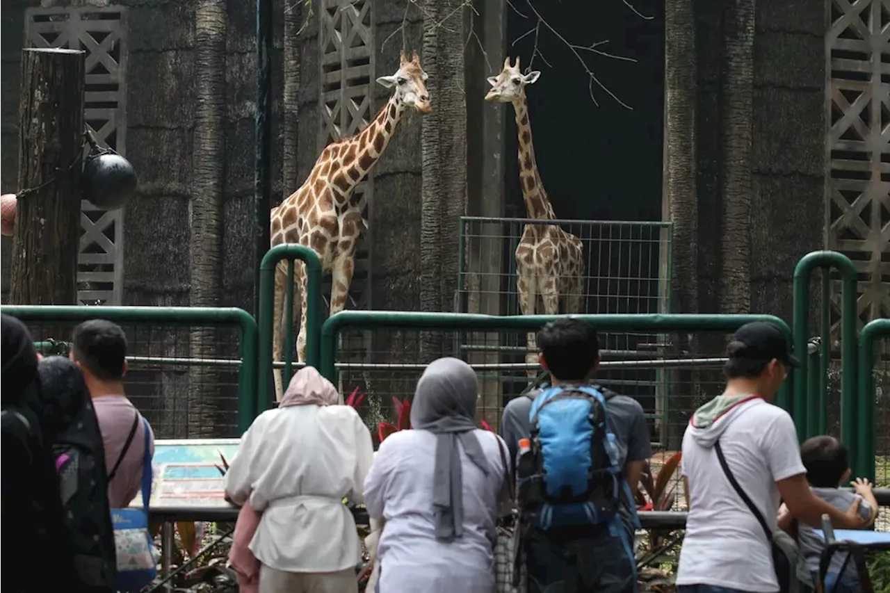 Libur Natal, Pengunjung TMII dan Ragunan Meningkat Dua Kali Lipat