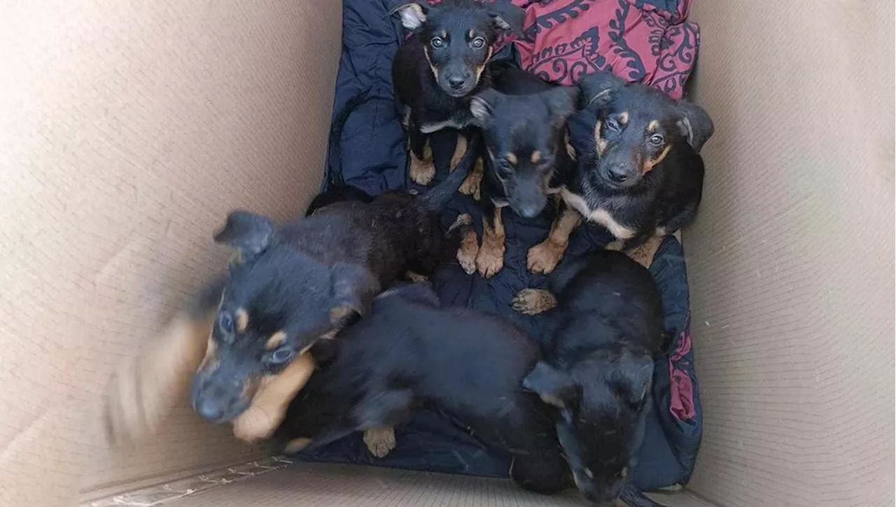 Sette Cuccioli Trovati in una Scatola sul Highway 17