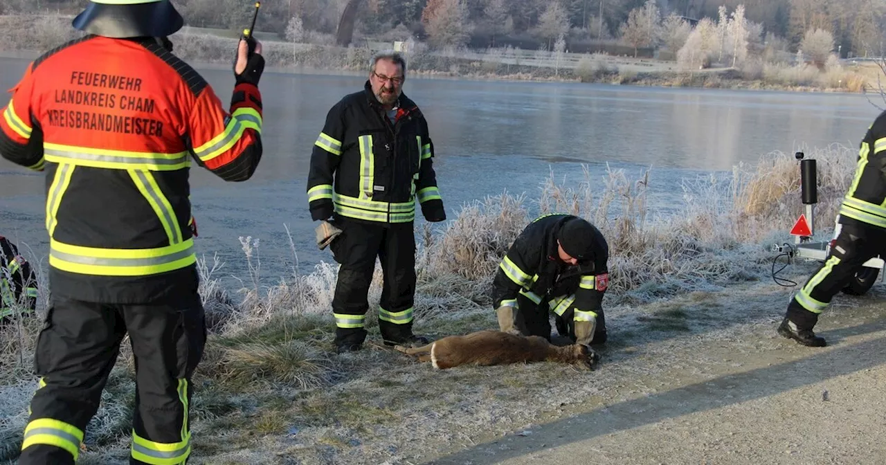 Reh im Eis des Drachensees ertrinkt trotz Hilfsaktion