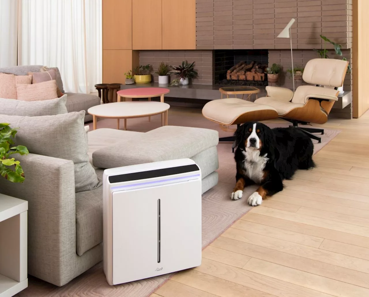 Why pet owners should try air purifiers help clear away smells and pollen