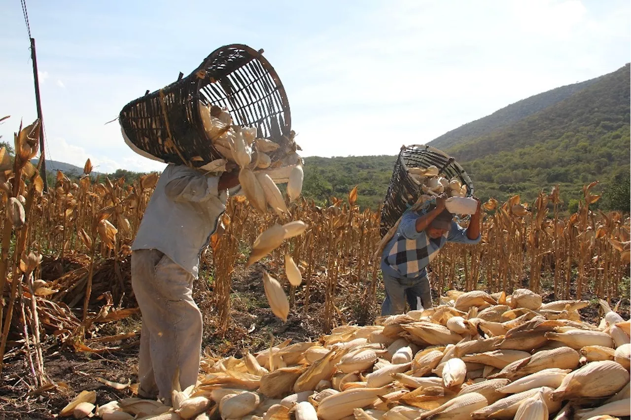 El Estado de México Reduce Producción de Maíz