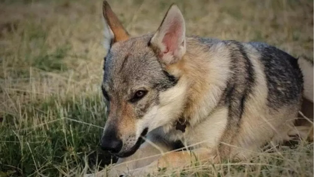 Cani Lupo Estradati, Un Tragico Esempio di Incapacità di Convivere con la Natura