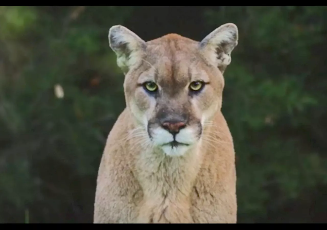 20 Big Cats at a Washington State Sanctuary Die of Bird Flu