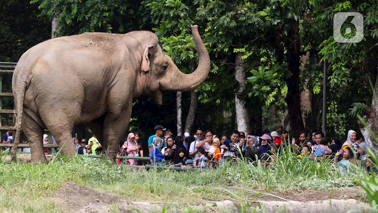 Kunjungan Wisatawan Taman Margasatwa Ragunan Melonjak Selama Libur Natal 2024