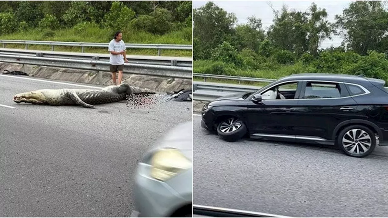 Viral di Medsos, Buaya Raksasa Mati Ditabrak Mobil saat Melintasi Jalan Tol