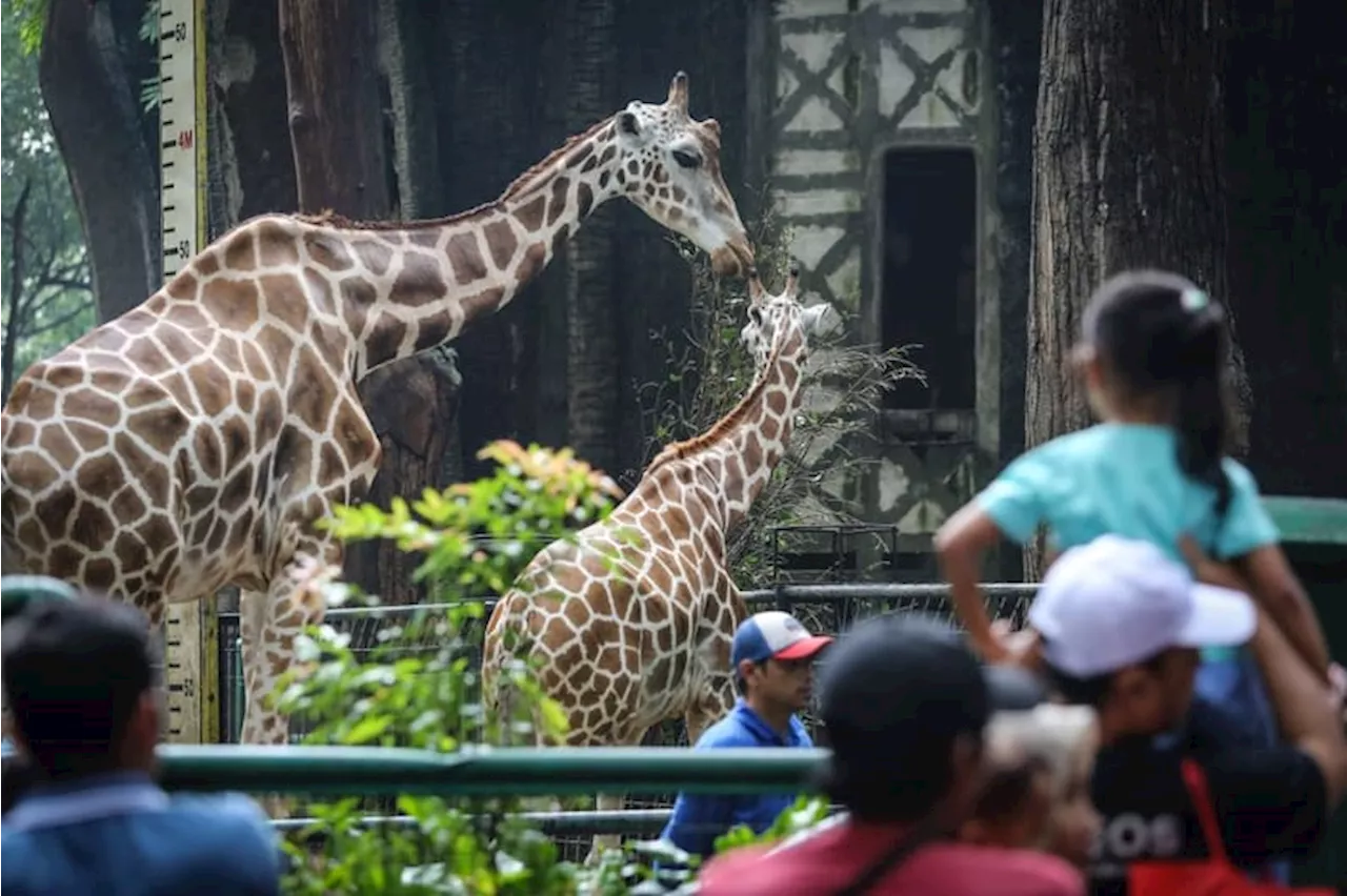 Lonjakan Pengunjung Ragunan Selama Libur Sekolah