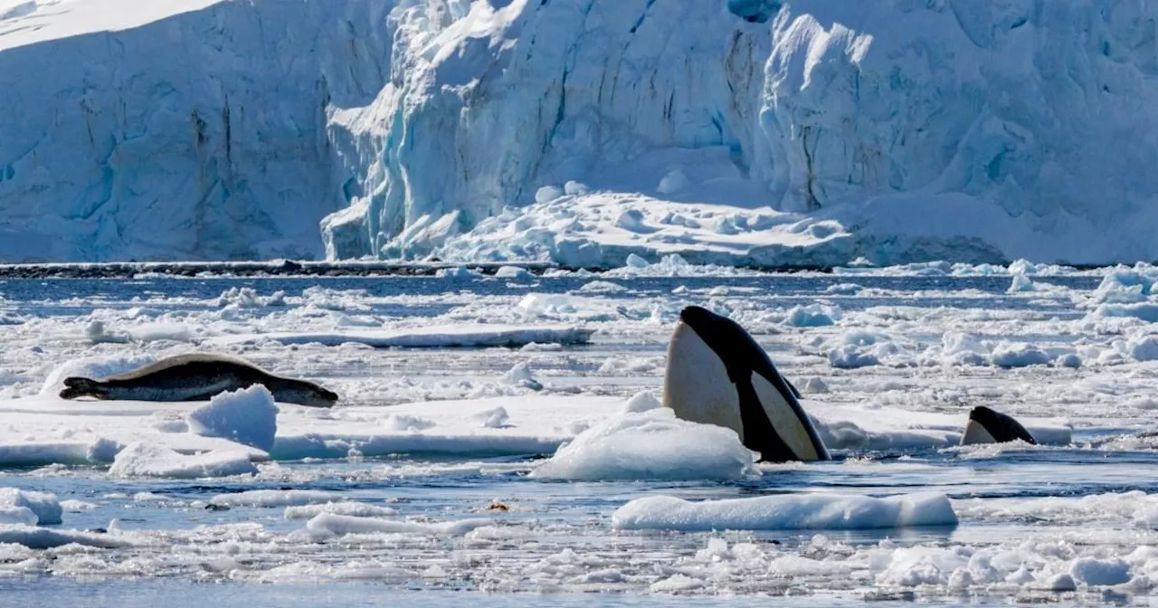 BBC Documentary Explores the Intelligence and Family Bonds of Killer Whales